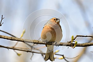 Finch standing on branch