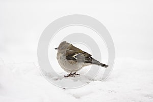 The finch stands in the snow in a big frost