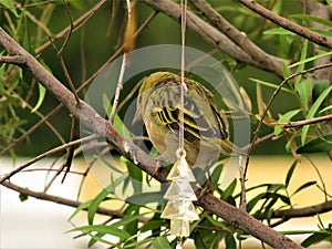 Finch in tree with blurry background