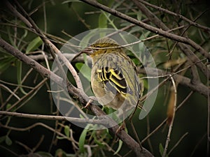 Finch in tree with blurry background