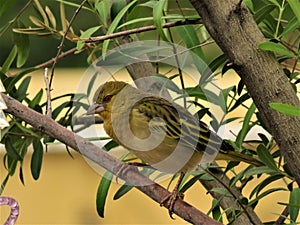 Finch in tree with blurry background