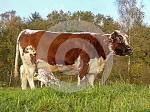 Finched red and white cow, breed of cattle; Witrik, standing in a pasture under a blue sky