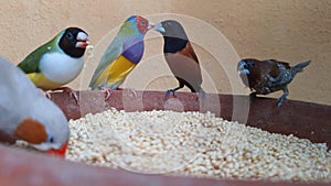 the finches are eating together in the aviary and kiss