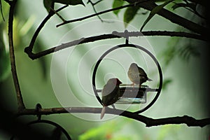 Finches in a Fairyland Garden