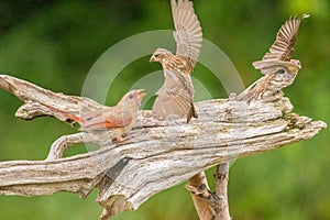 Finches fighting on branxh