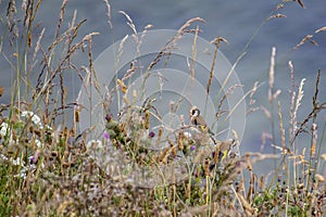 Finches in the grasses on Filey clifftops