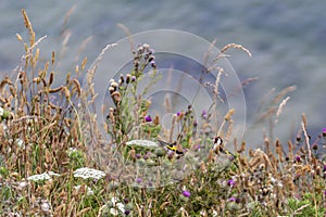 Finches in the grasses on Filey clifftops