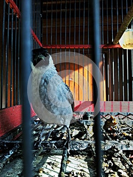 finches look fierce in their cage after eating in the morning in front of the house