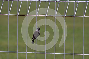 finches perched on an iron fence