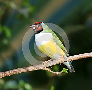 Finches sitting on a branch in the forest