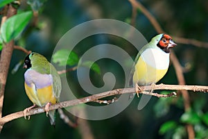 Finches sitting on a branch