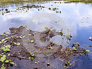 Find the birdie in the Everglades in Florida USA