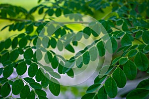 Find Complete Details about Fresh Moringa Leaves, Green Moringa Leaf Vegetables Fresh, Moringa Fresh Leaf Leaves Tea.