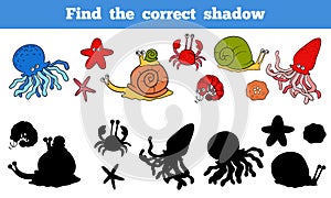 Find the correct shadow (sea life, fish, octopus, snail, stars, photo