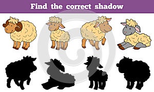 Find the correct shadow (sheep family)