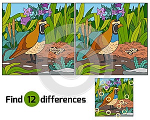 Find differences photo