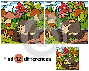 Find differences (hedgehog)