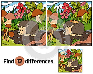 Find differences (hedgehog) photo