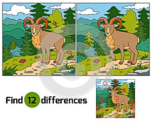 Find differences (Urial, wild sheep)