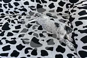Find dog. Young mixed dalmatian laying on camouflage background sofa