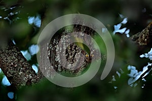 Find the owl in the dark green vegetation, hidden in the forest. Common Scops Owl, Otus scops, sitting on the green tree branch,