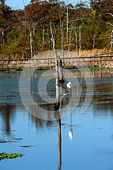 Find Refuge in Black Bayou