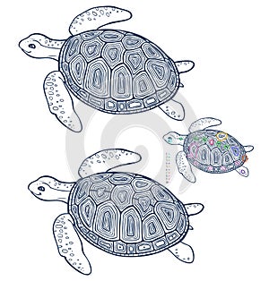 Find ten differences - coloring page - turtle
