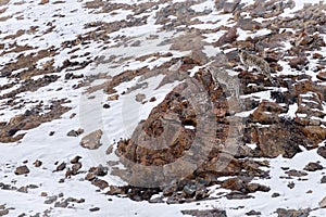 Find two snow leoprad on the rock. Snow leopard Panthera uncia in the rock habitat, wildlife nature. Two snow leopard on the rock