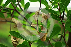 Finding Beauty in Simplicity: Dry Leaves on a Twig