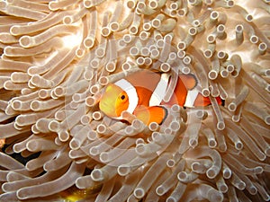 Finding Nemo the Clownfish