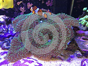 Finding Nemo on a Real Fish Tank Playing on a Mushroom Coral photo