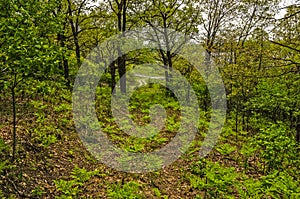 Finding a Path Through the Ferns