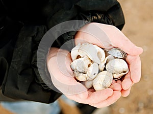 Finding Sea Shells