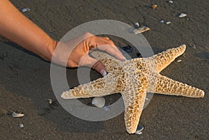 Finding a Seastar photo