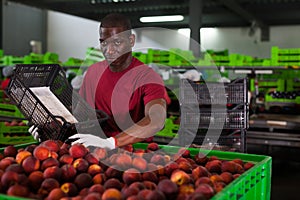 Fine African worker loading nectarines