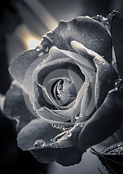 Fine art B&W of rose.