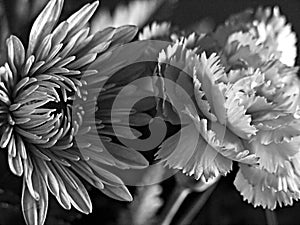 Una multa arte en blanco y negro flores 