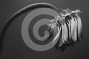Fine Art black and white wilted gerbera