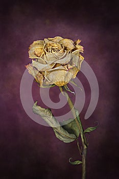 Fine art of dead rose