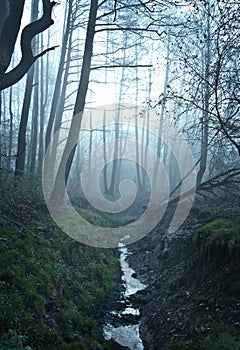 Fine art fantasy color outdoor nature image of a small river / creek in a foggy winter forest with rocks,undergrowth,bridg