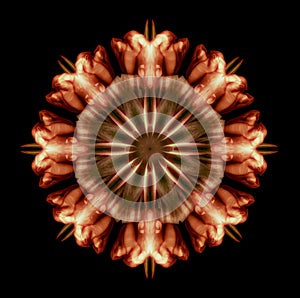 Geometrical symmetrical color pattern ornament mandala made of macros of yellow brown tulips photo