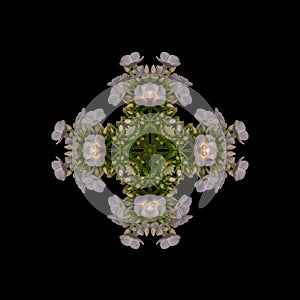 Geometrical symmetrical ornament made of macros of white green yellow phloxs photo
