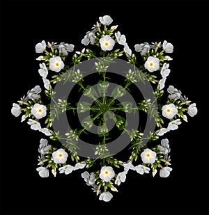 Color star pattern made of macros of white green phlox