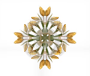 Symmetrical pattern made from macros of yellow green tulips on white background photo