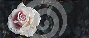 Fine art image of beautiful pastel roses in dark garden. Valentine and bridal vintage card design