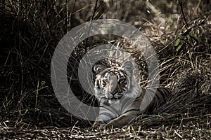 Fine art image of Indian wild royal bengal tiger portrait or closeup with eye contact during outdoor safari at dhikala zone of jim