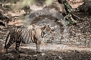 Fine art image of Young wild female tiger of Ranthambore national park