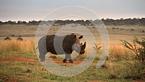 Fine art photo of an African white rhino cow walks over a dirt road.