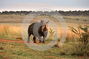 Fine art photo of an African white rhino cow walks over a dirt road.