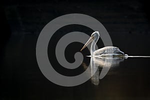 Fine art portrait of dalmatian pelican or pelecanus crispus with reflection in water isolated black background in winter migration
